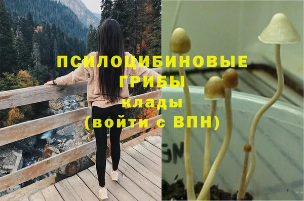 шишки Абаза