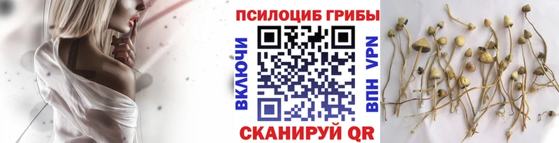 Псилоцибиновые грибы Cubensis  Сольцы 